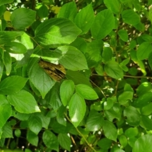 Melanitis leda at Burnside, QLD - suppressed