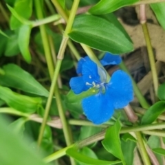 Commelina cyanea (Scurvy Weed) at Burnside, QLD - 15 May 2024 by clarehoneydove