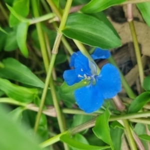 Commelina cyanea at Burnside, QLD - 15 May 2024