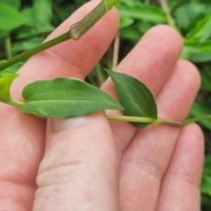 Commelina cyanea at Burnside, QLD - suppressed