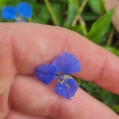 Commelina cyanea at Burnside, QLD - suppressed
