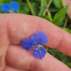 Commelina cyanea at Burnside, QLD - 15 May 2024