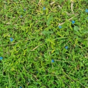Commelina cyanea at Burnside, QLD - suppressed