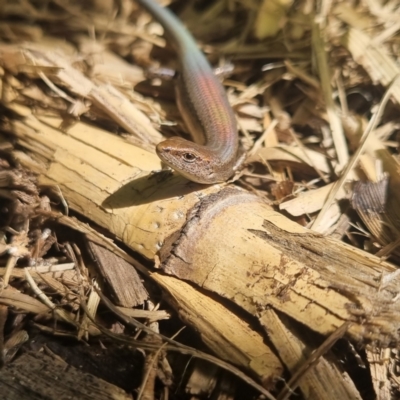 Unidentified Skink at Burnside, QLD - 15 May 2024 by clarehoneydove