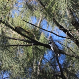 Melithreptus lunatus at Cook, ACT - 21 May 2024