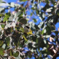 Melithreptus lunatus at Cook, ACT - 21 May 2024