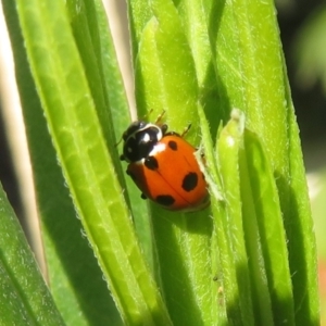 Hippodamia variegata (Spotted Amber Ladybird) at McLaren Vale, SA by Christine