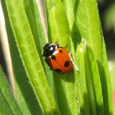 Hippodamia variegata (Spotted Amber Ladybird) at McLaren Vale, SA - 24 May 2024 by Christine