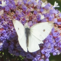 Pieris rapae (Cabbage White) at McLaren Vale, SA - 24 May 2024 by Christine