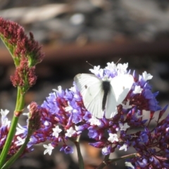 Pieris rapae at McLaren Vale, SA - 24 May 2024