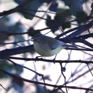 Smicrornis brevirostris at Cook, ACT - 19 May 2024