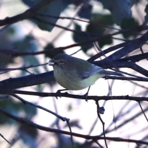 Smicrornis brevirostris (Weebill) at Cook, ACT by Tammy