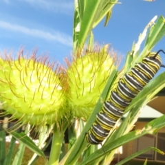 Unidentified Nymph (Nymphalidae) at McLaren Vale, SA - 24 May 2024 by Christine