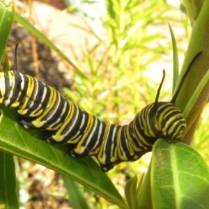 Danaus plexippus at McLaren Vale, SA - 24 May 2024 12:21 PM