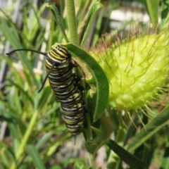 Danaus plexippus at McLaren Vale, SA - 24 May 2024 12:21 PM