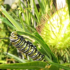 Danaus plexippus at McLaren Vale, SA - 24 May 2024 12:21 PM