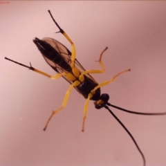 Unidentified Wasp (Hymenoptera, Apocrita) at Bonner, ACT - 25 May 2024 by yomama