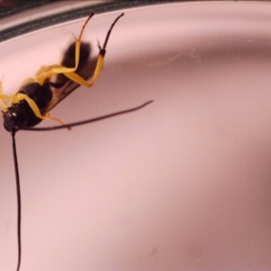 Hyposoter bombycivorus at Bonner, ACT - suppressed