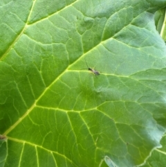 Hyposoter bombycivorus at Bonner, ACT - suppressed