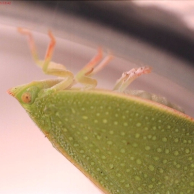 Siphanta acuta (Green planthopper, Torpedo bug) at Bonner, ACT - 25 May 2024 by MegFluke