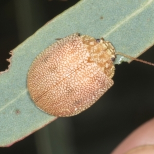 Paropsis atomaria (Eucalyptus leaf beetle) at Gungahlin, ACT by AlisonMilton