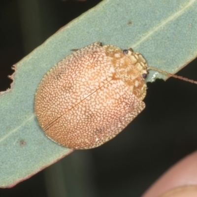 Paropsis atomaria (Eucalyptus leaf beetle) at Gungahlin, ACT - 24 May 2024 by AlisonMilton