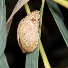 Paropsis atomaria at Yerrabi Pond - 24 May 2024