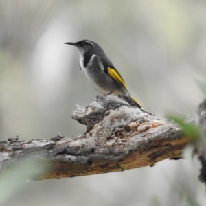 Phylidonyris pyrrhopterus at Kambah Pool - 25 May 2024