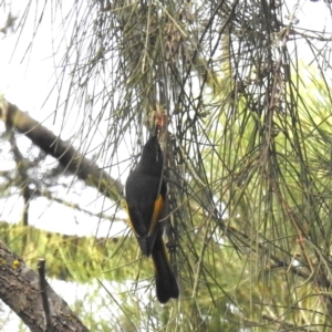 Phylidonyris pyrrhopterus at Kambah Pool - 25 May 2024