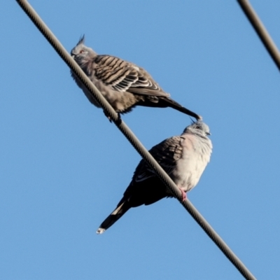 Ocyphaps lophotes (Crested Pigeon) at Aranda, ACT - 22 May 2024 by AlisonMilton