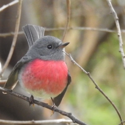 Petroica rosea (Rose Robin) at Kambah Pool - 25 May 2024 by HelenCross