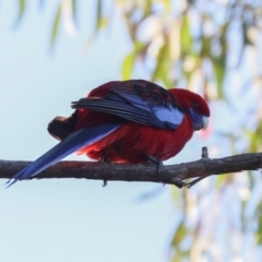 Platycercus elegans (Crimson Rosella) at Aranda, ACT - 23 May 2024 by AlisonMilton