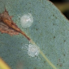 Unidentified Psyllid, lerp, aphid or whitefly (Hemiptera, several families) at Gungahlin, ACT - 24 May 2024 by AlisonMilton