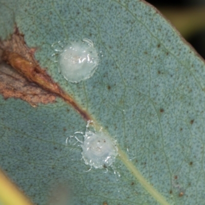Psyllidae sp. (family) (Unidentified psyllid or lerp insect) at Yerrabi Pond - 24 May 2024 by AlisonMilton