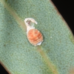 Unidentified Scale insect or Mealybug (Hemiptera, Coccoidea) at Gungahlin, ACT - 24 May 2024 by AlisonMilton