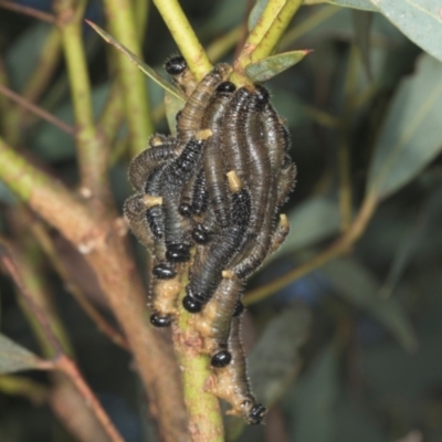 Perginae sp. (subfamily) (Unidentified pergine sawfly) at Yerrabi Pond - 24 May 2024 by AlisonMilton