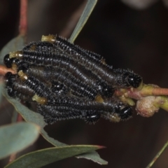 Pergidae sp. (family) (Unidentified Sawfly) at Gungahlin, ACT - 24 May 2024 by AlisonMilton
