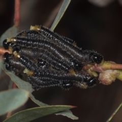 Perginae sp. (subfamily) (Unidentified pergine sawfly) at Yerrabi Pond - 24 May 2024 by AlisonMilton