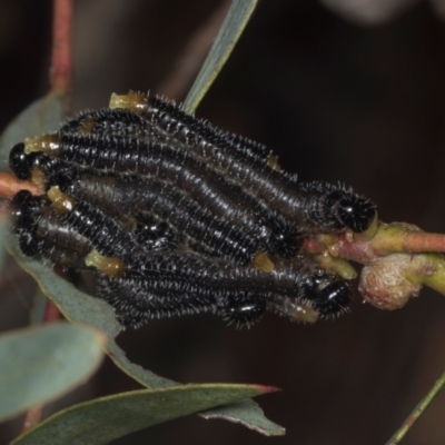 Perginae sp. (subfamily) (Unidentified pergine sawfly) at Yerrabi Pond - 24 May 2024 by AlisonMilton