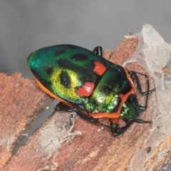 Scutiphora pedicellata (Metallic Jewel Bug) at Gungahlin, ACT - 24 May 2024 by AlisonMilton