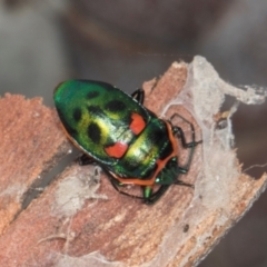 Scutiphora pedicellata at Yerrabi Pond - 24 May 2024