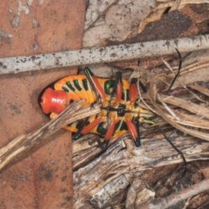 Scutiphora pedicellata at Yerrabi Pond - 24 May 2024