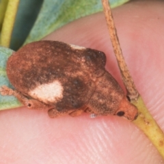 Gonipterus pulverulentus (Eucalyptus weevil) at Yerrabi Pond - 24 May 2024 by AlisonMilton