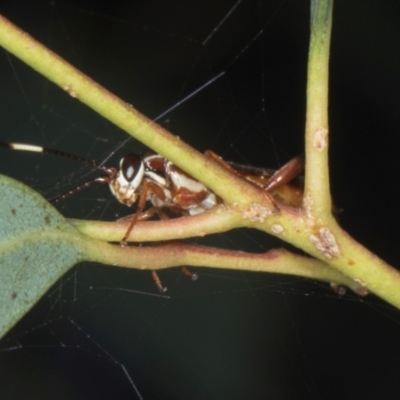 Unidentified Parasitic wasp (numerous families) at Yerrabi Pond - 24 May 2024 by AlisonMilton