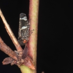 Eurymeloides punctata (Gumtree hopper) at Gungahlin, ACT - 24 May 2024 by AlisonMilton
