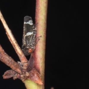 Eurymeloides punctata at Gungahlin, ACT - 24 May 2024