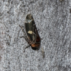 Eurymeloides punctata (Gumtree hopper) at Turner, ACT - 22 May 2024 by AlisonMilton