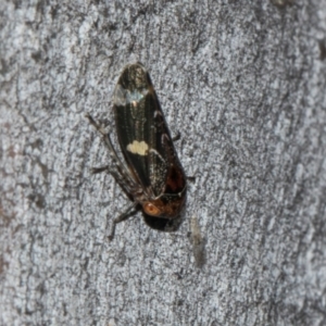 Eurymeloides punctata at Turner, ACT - 22 May 2024