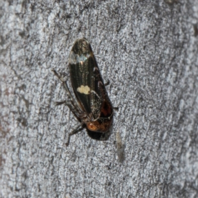 Eurymeloides punctata (Gumtree hopper) at Turner, ACT - 22 May 2024 by AlisonMilton