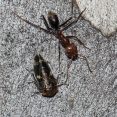 Eurymeloides punctata at Turner, ACT - 22 May 2024